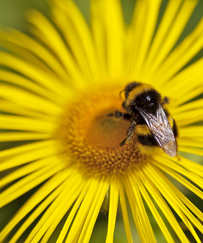 Bumblebee by Philip Milne