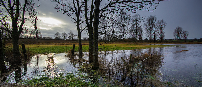 Trees on flooded meadows by Massmo Relsig