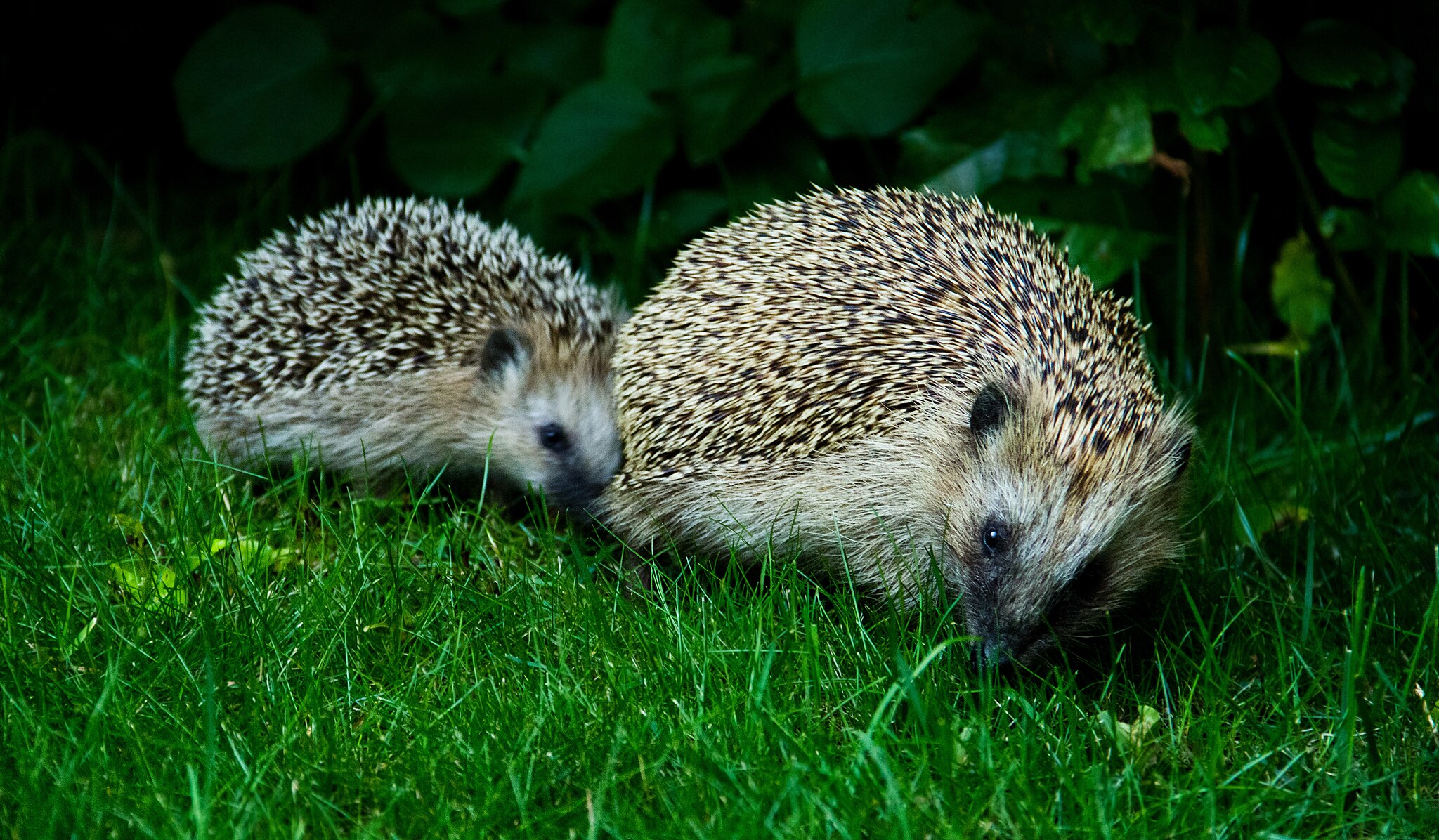 An adult European Hedgehog with her newborn child