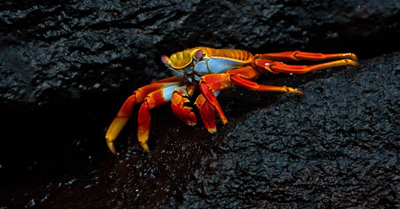 Galapagos Sally Lightfoot by Max Ruckman