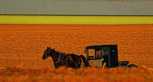 Horse and Buggy by Stan Lupo