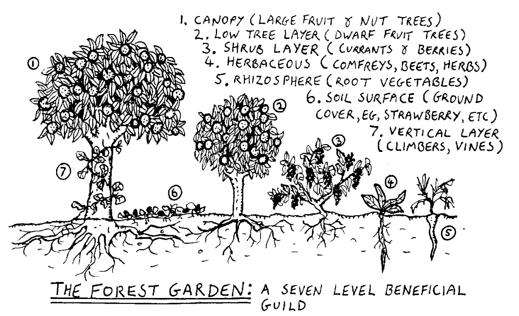 The Forest Garden
