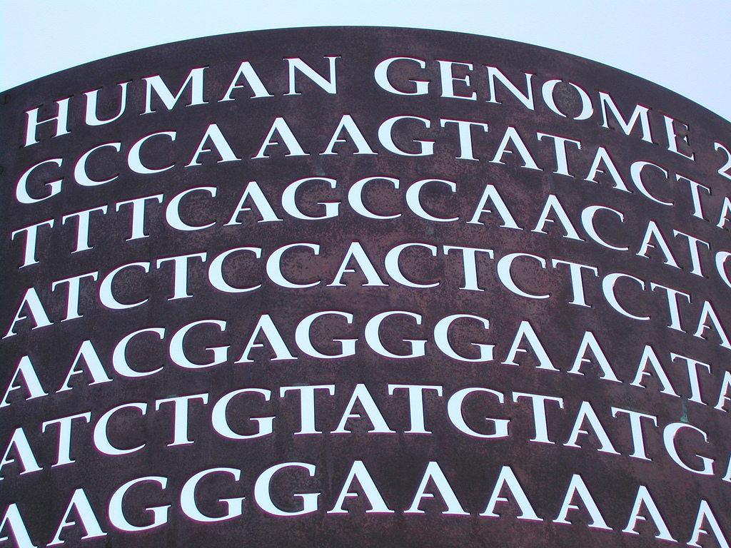 Human Genome by Tom Purcell