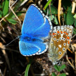 Adonis Blue (Lysandra bellargus) by Tom Lee