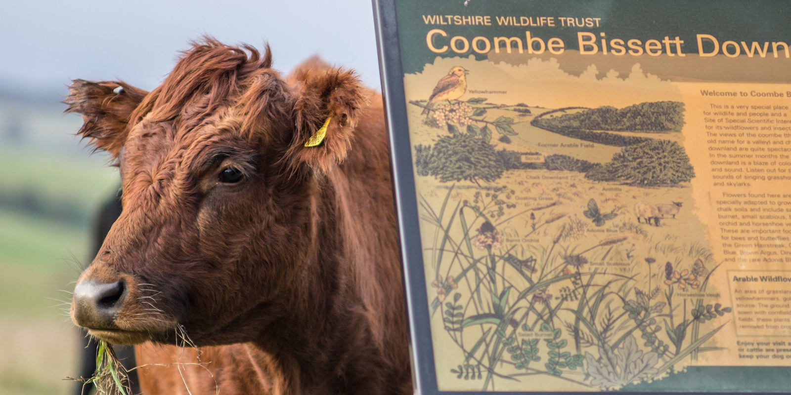 Coombe Bissett Downs by Martin Cook