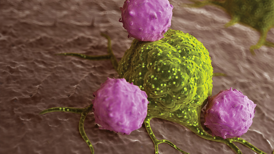 Cancer cell under attack (University of Southampton)