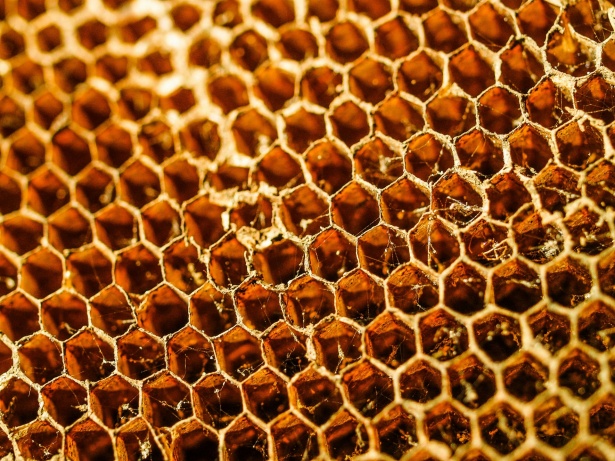 Honey bee hive honeycomb