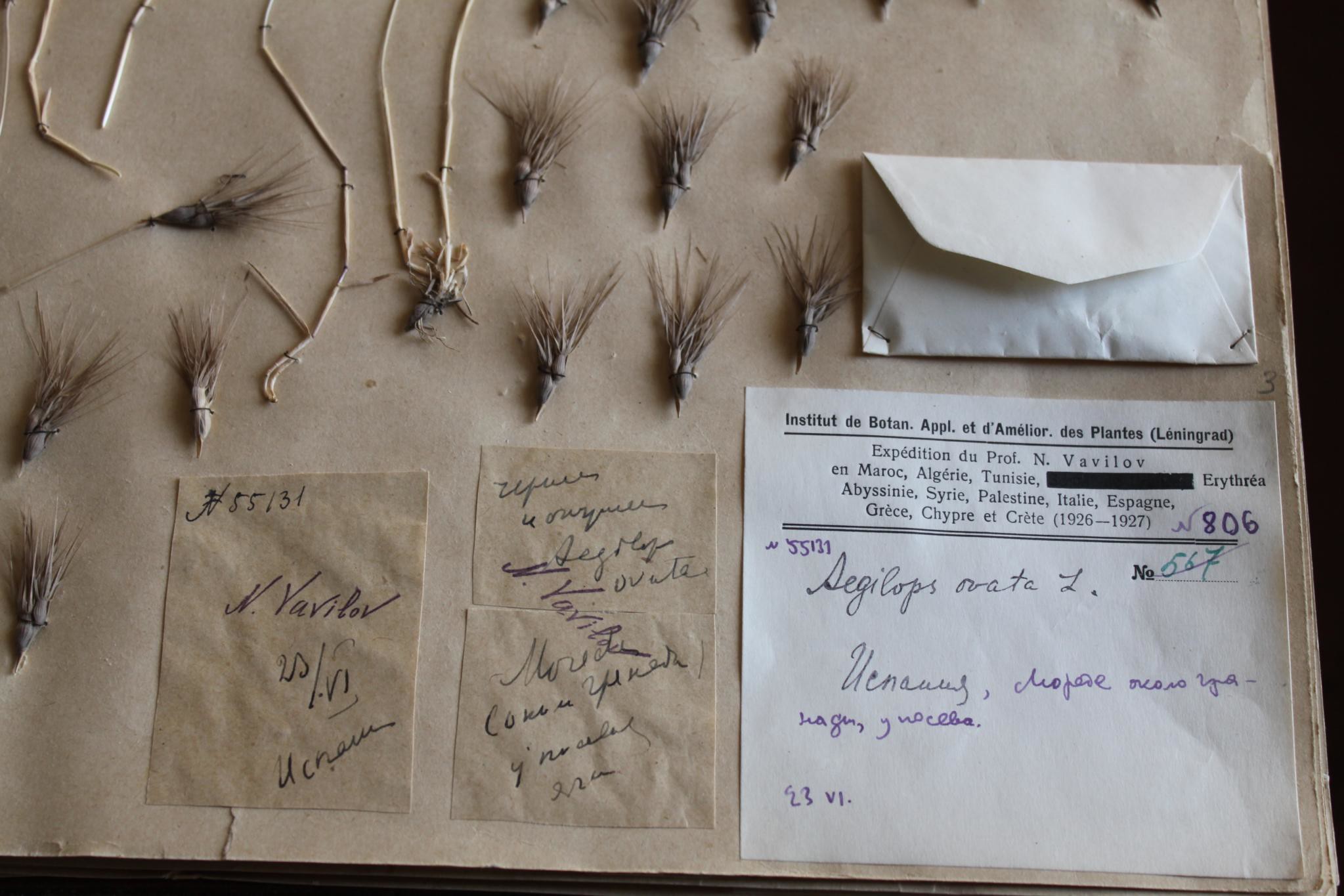 Uncovering biodiversity: Herbarium digitisation, analysis, and engagement